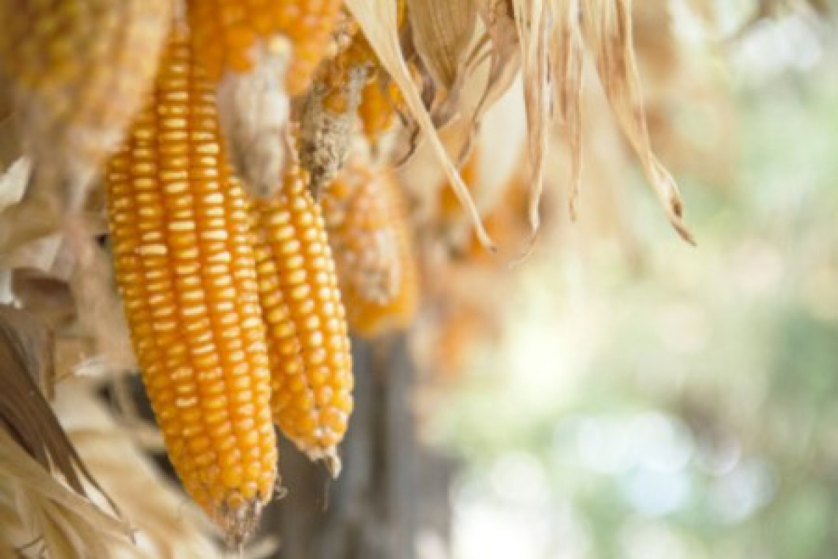 01a103b6-55f5-410c-9864-03ff15297b85_corn drying africa_a159b33b_490x330.jpg