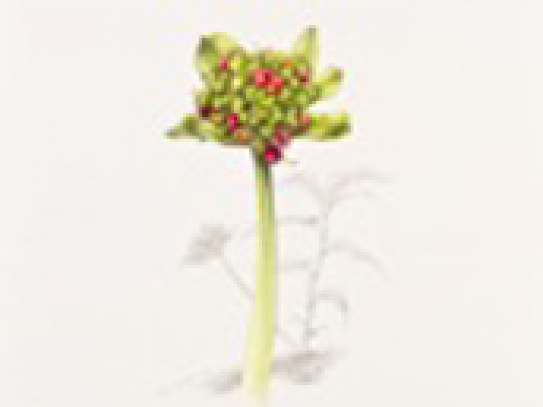 12-04-past-imperfect_1302872373.jpg