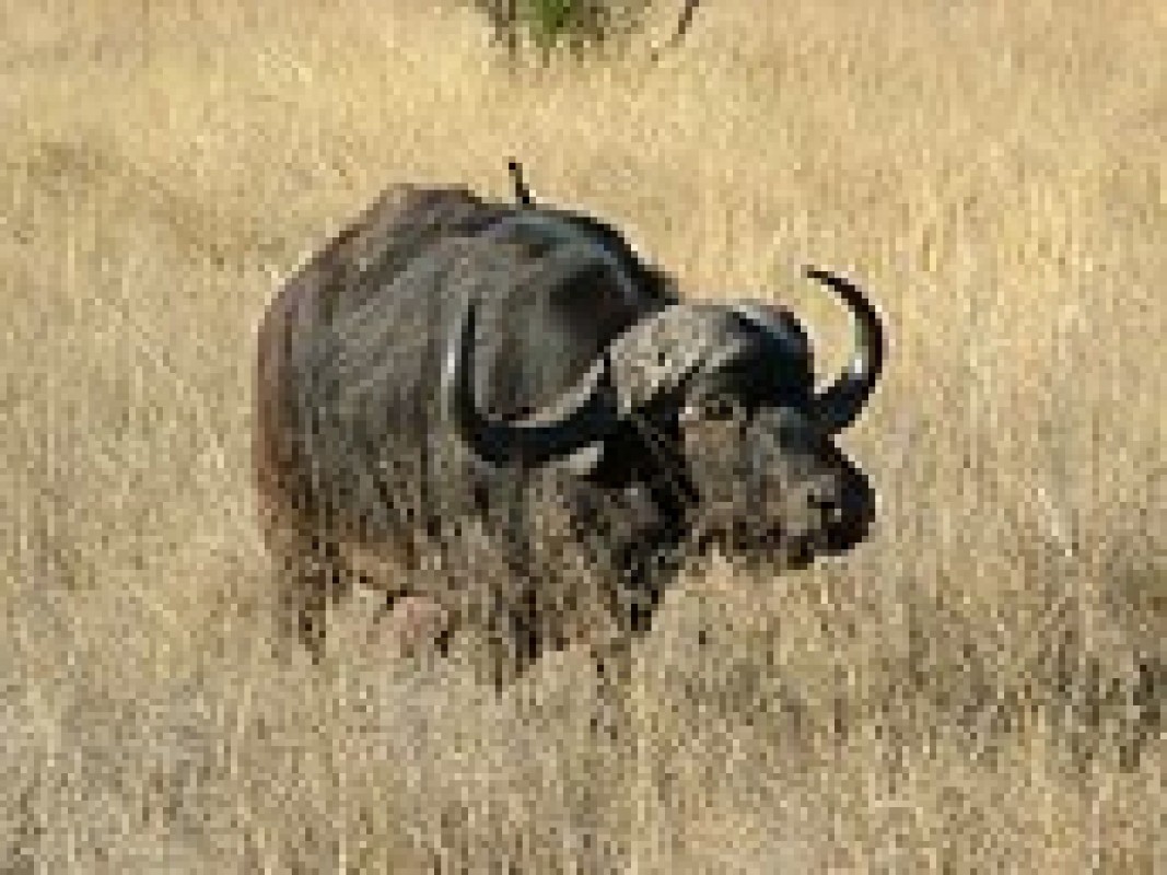 22-06-african_buffalo_1465306422.jpg