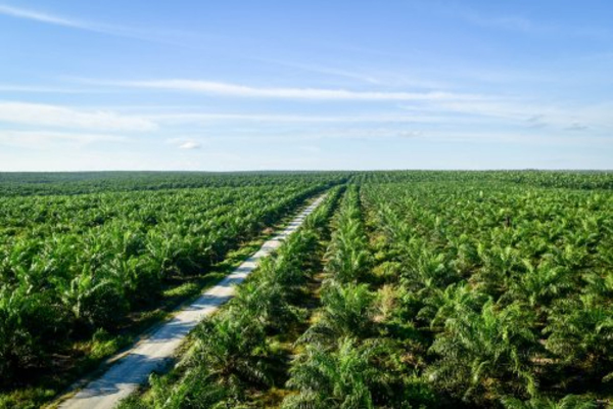 6ebacf4b-3b5c-4135-ac94-9df31f96b0fd_oil palm_d2479746_490x330.jpg