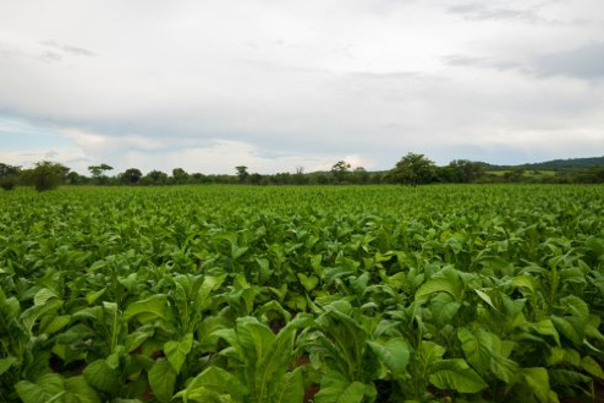 efac9bba-d4e1-44b3-8c81-788008e4b3d2_crops zimbabwe_cef4e8d4_490x330.jpg