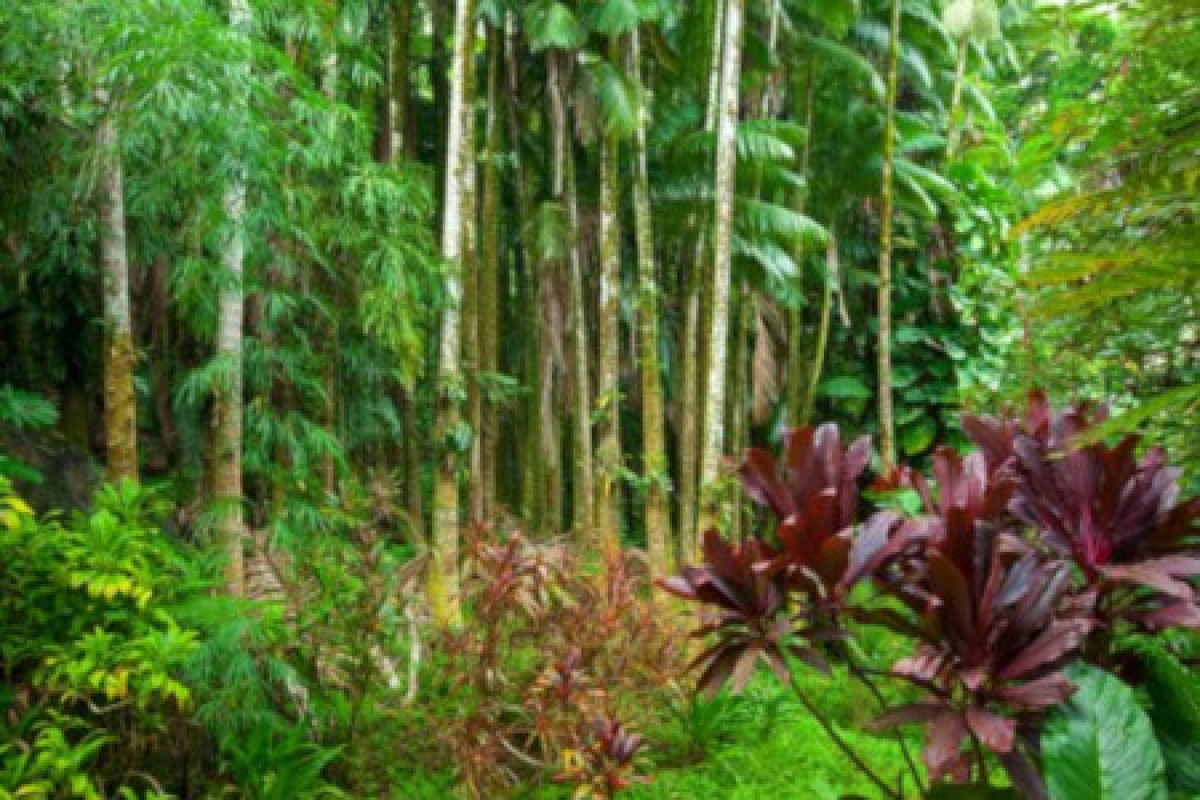 ba1dd870-d1f4-4b5b-89a3-3e2897a227fa_Tropical forest_b1e9f1a7_490x330.jpg