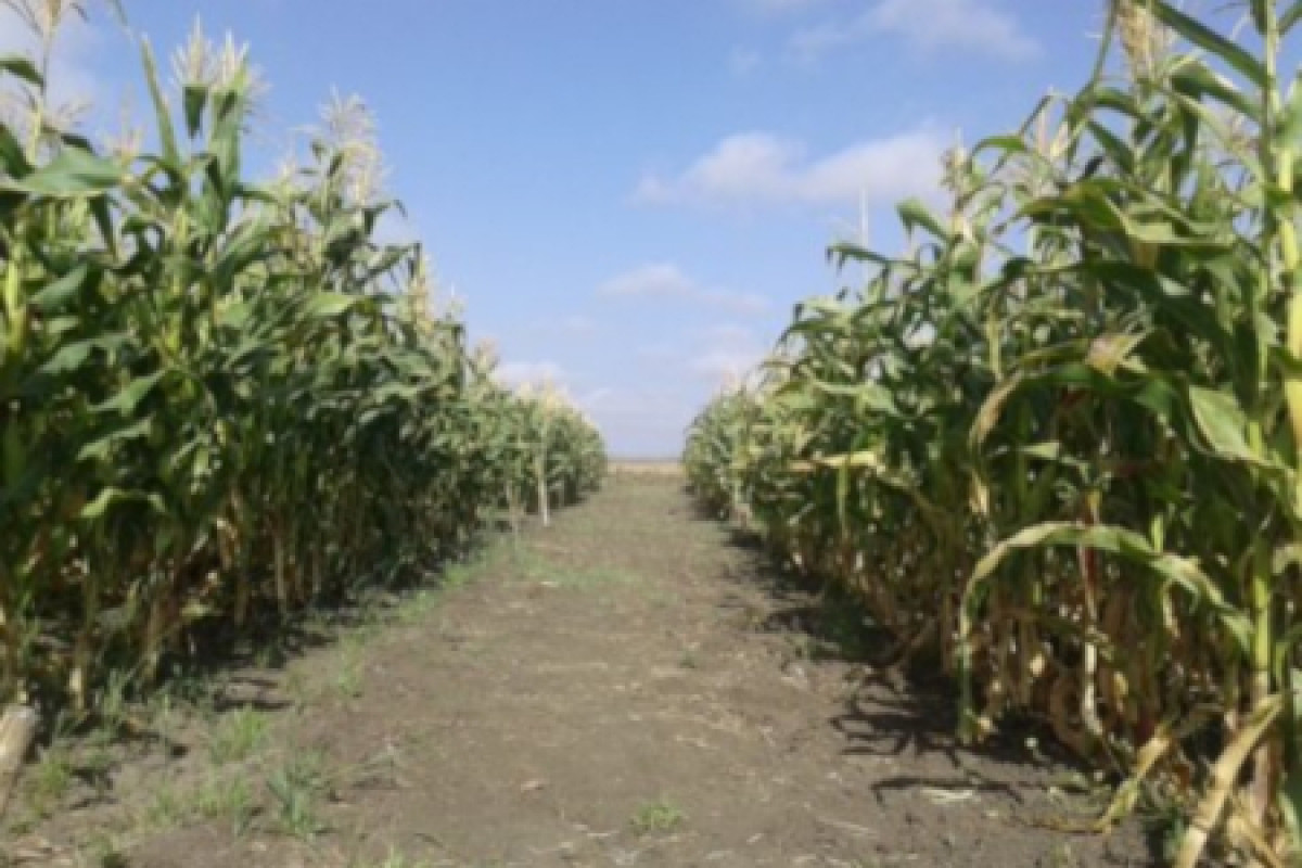 Degol Yohannes Maize experiment.jpg