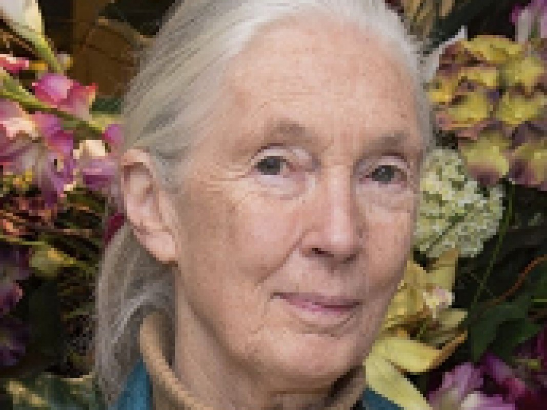 jane_goodall_2015_1478619598.jpg