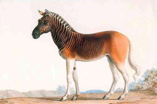 quagga.jpg